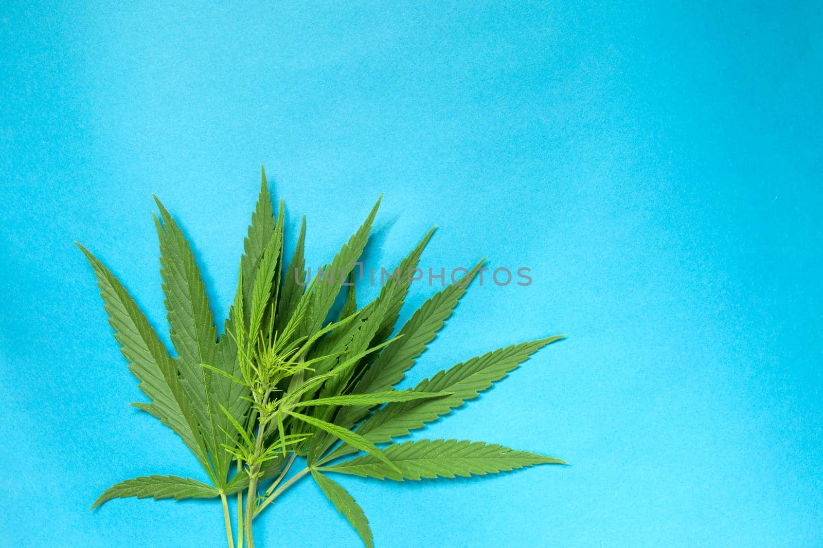 Close up green fresh cannabis leaf on a blue background.