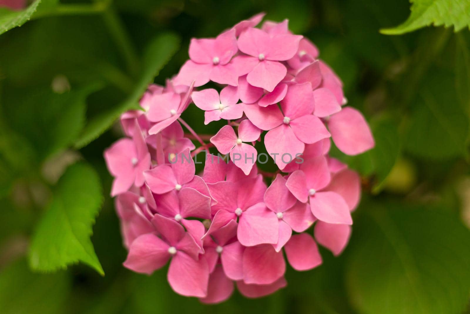 Close up light pink hortensia fresh flowers blur background