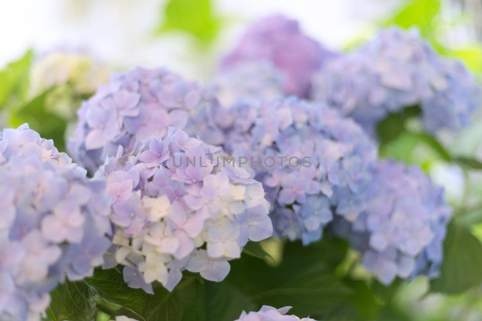 Fresh hortensia bright blue flowers and green leaves background