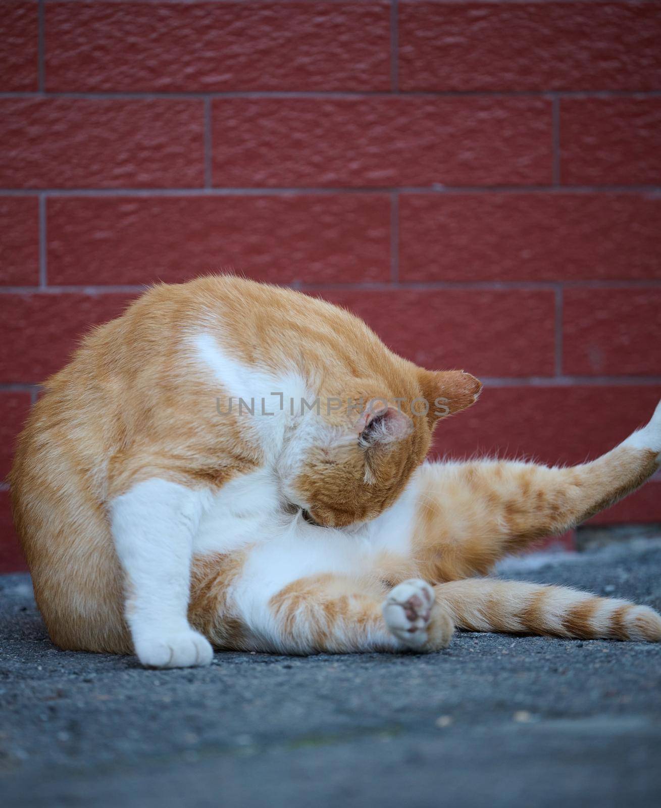 Adult red -haired white cat sits on the street, day