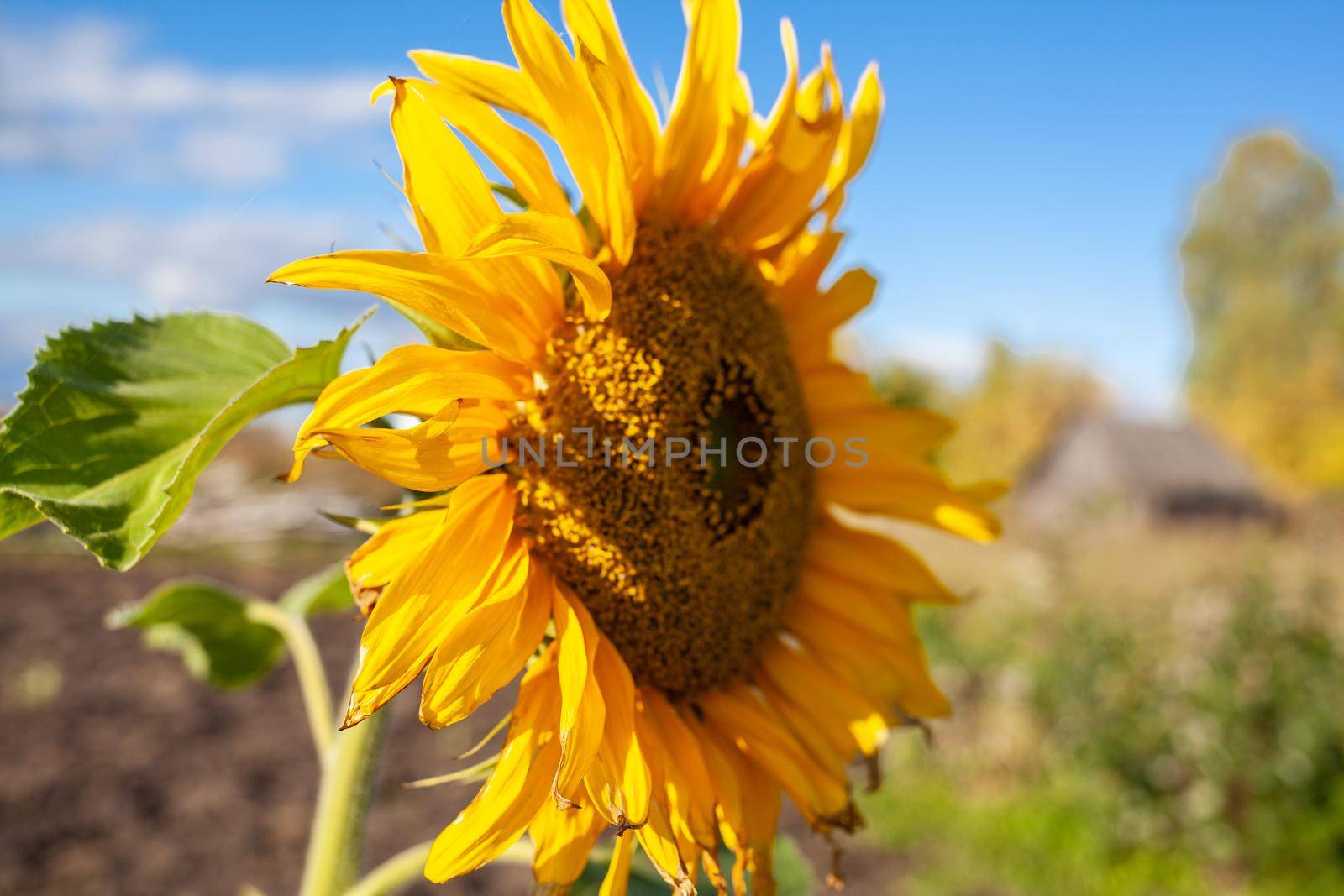 A beautiful sunflower with long yellow petals in the field. by AnatoliiFoto