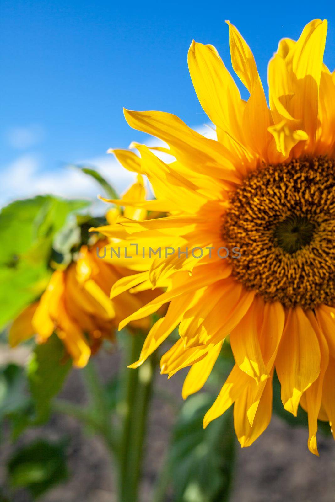 A beautiful sunflower with long yellow petals in the field. Calm tranquil moment in countryside. Sunflower growing in evening field. Atmospheric summer wallpaper, space for text