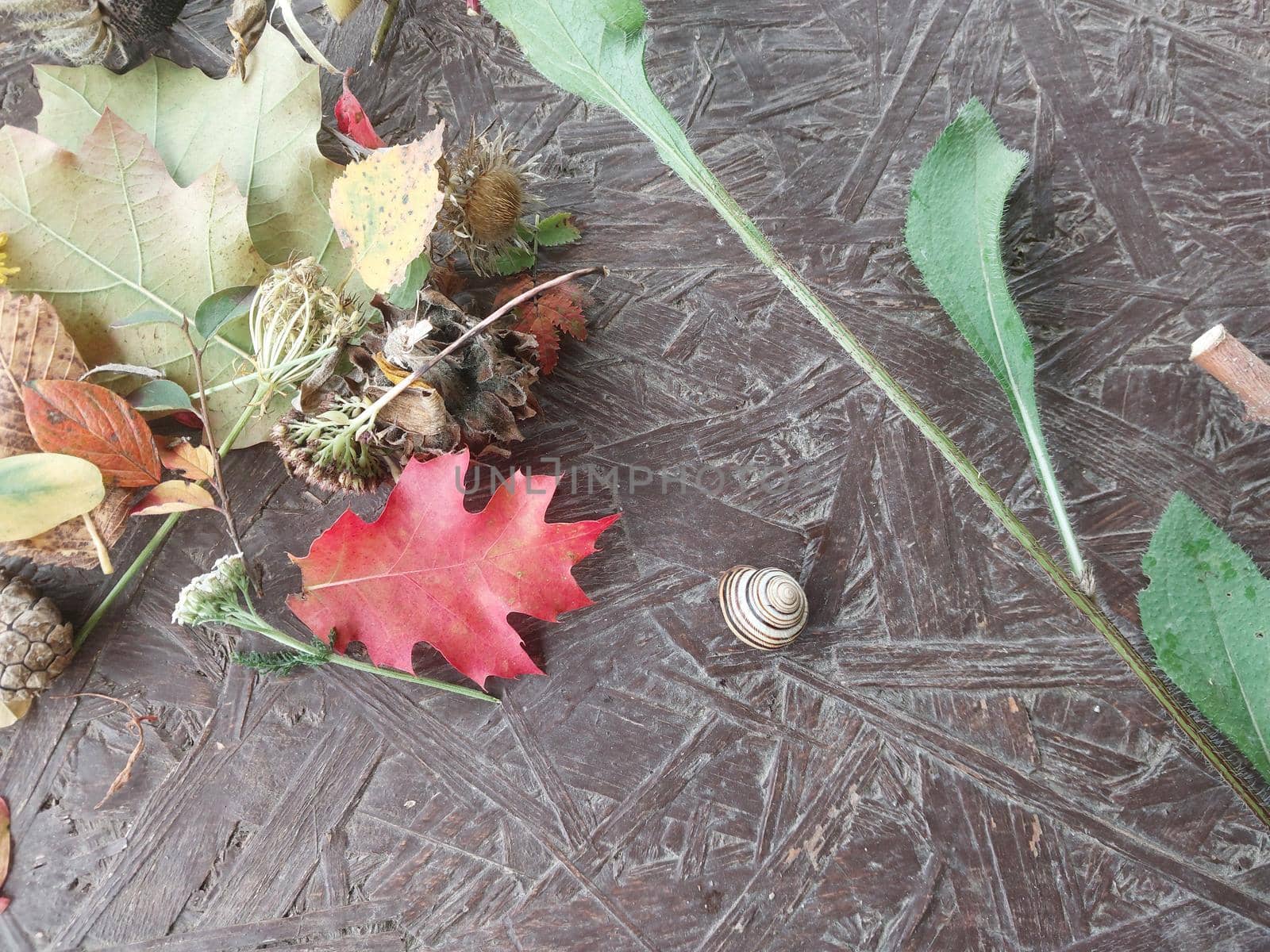 Autumn colorful flowers lie on a the table