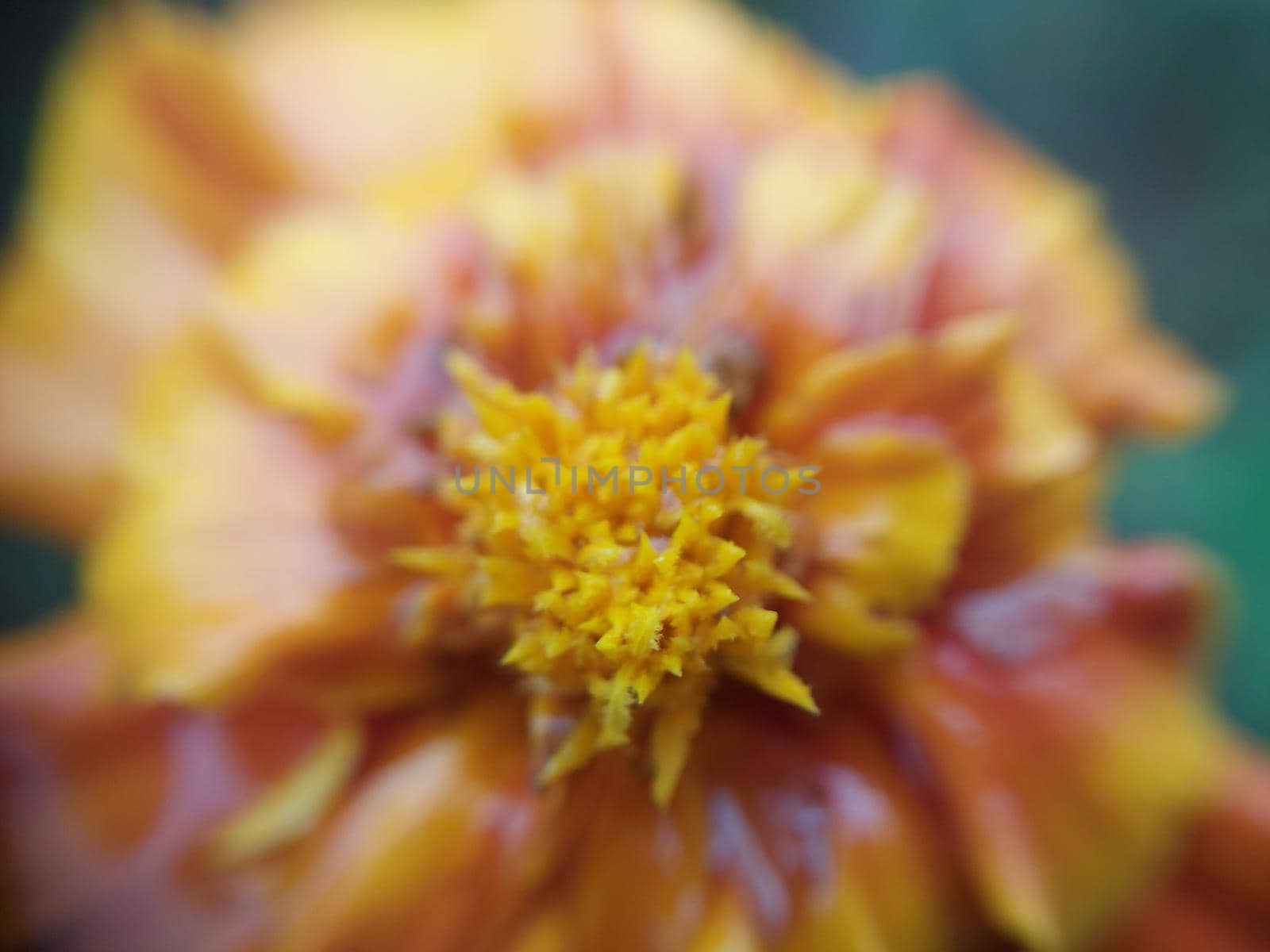 Colorful autumn flowers in a the autumn garden