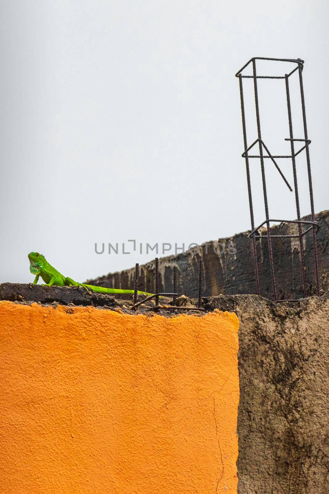 Green lizard gecko iguana on orange wall in Playa del Carmen Quintana Roo Mexico.
