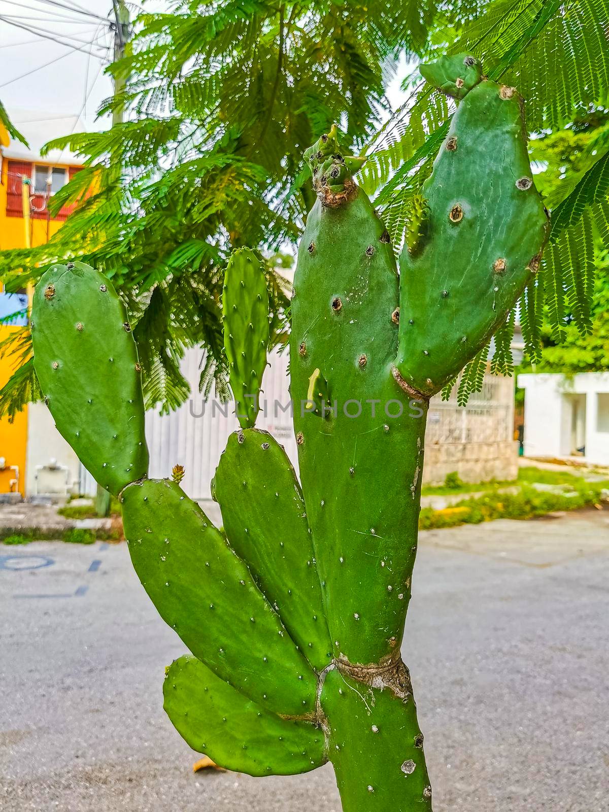 Spiny green cactus cacti plants and trees with spines fruits in Playa del Carmen Quintana Roo Mexico.