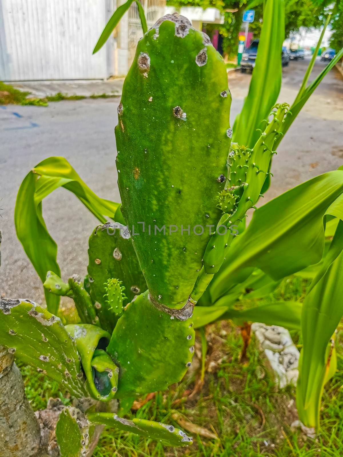 Spiny green cactus cacti plants trees with spines fruits Mexico. by Arkadij