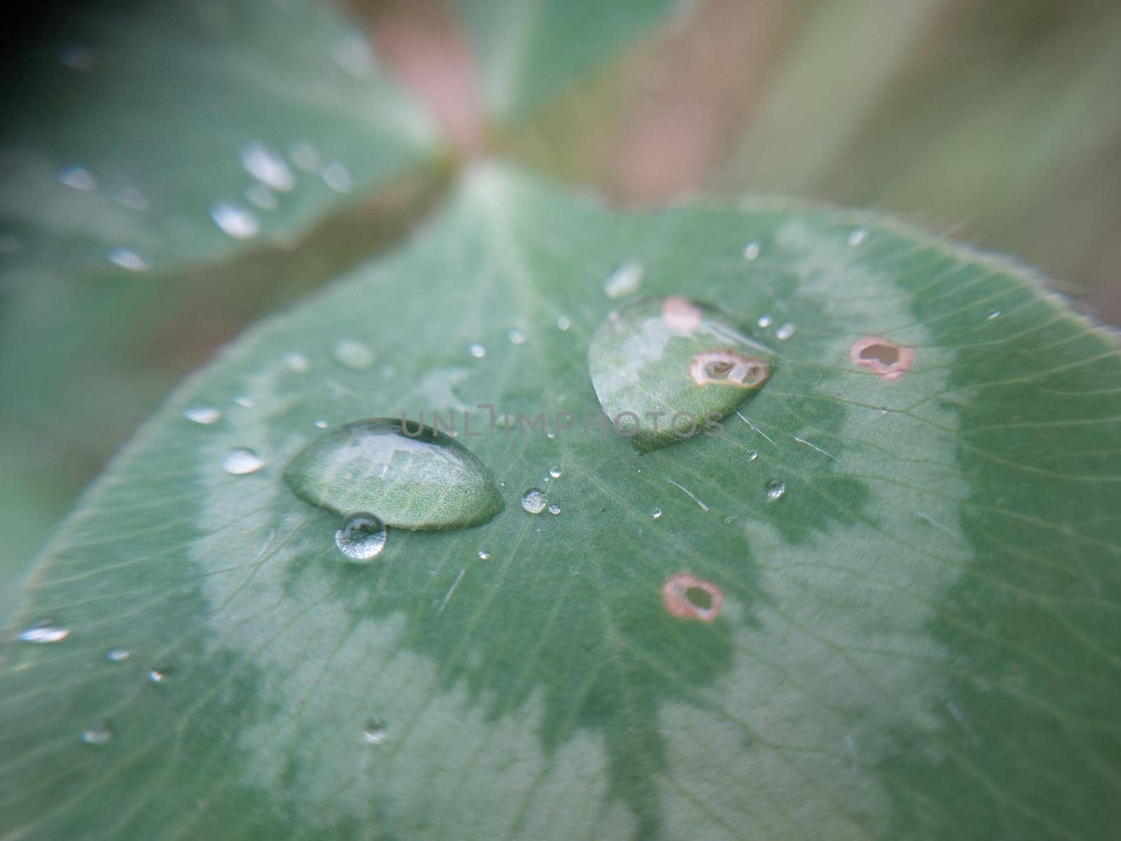 Fallen autumn morning dew on the leaves of plants by architectphd