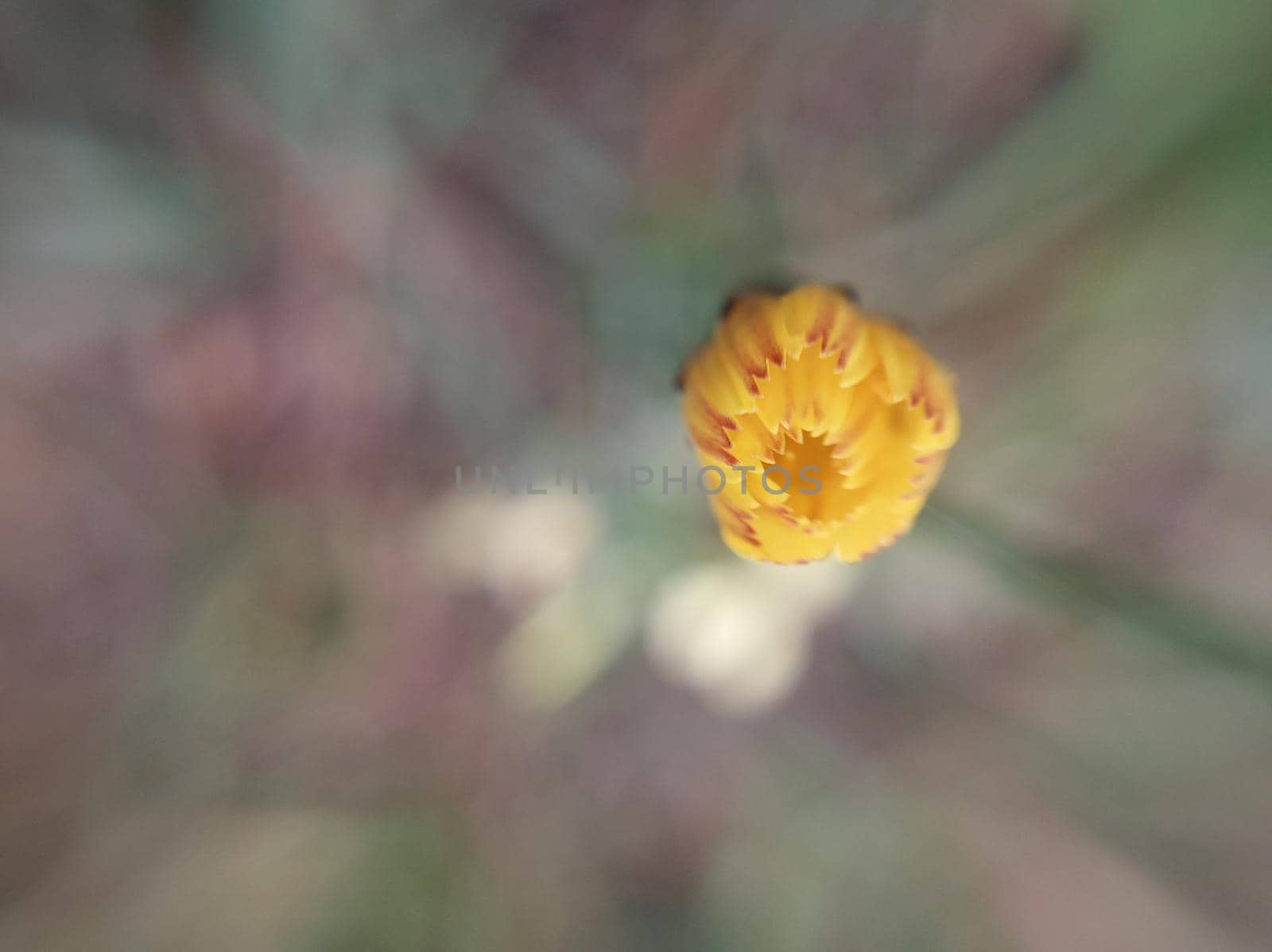 Colorful autumn flowers in a the autumn garden