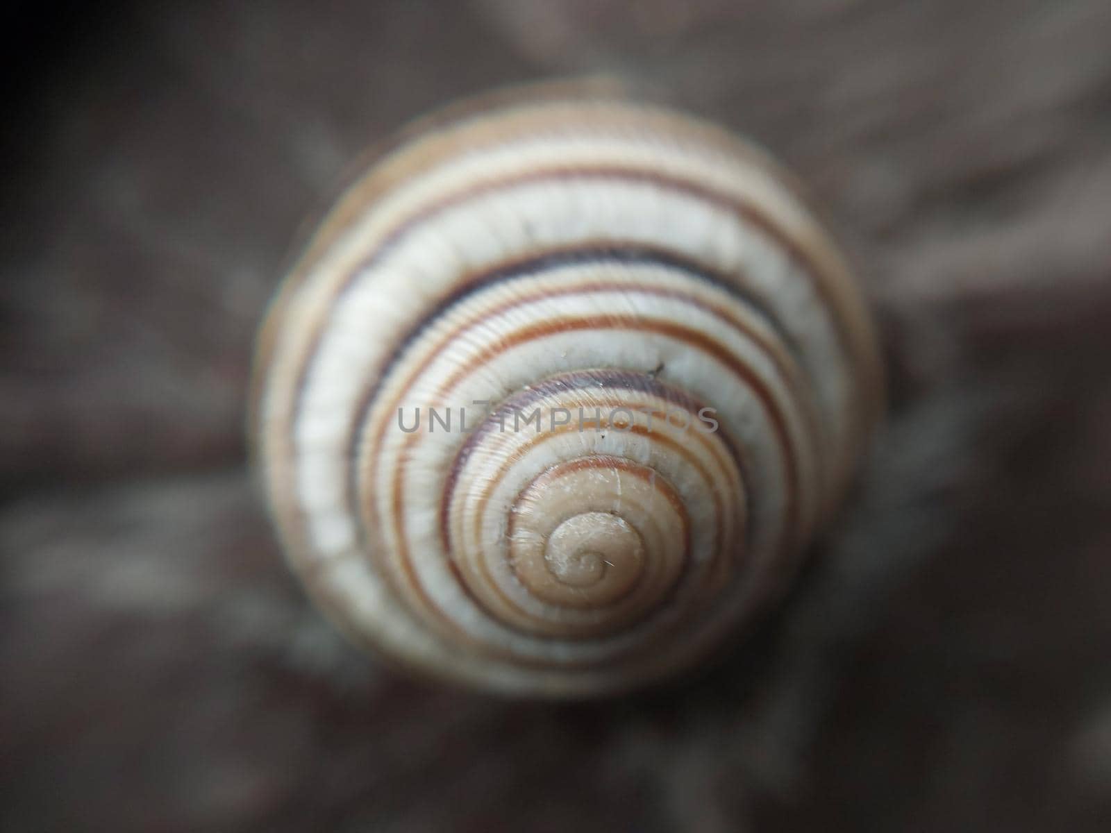 Land snail shell in a the garden