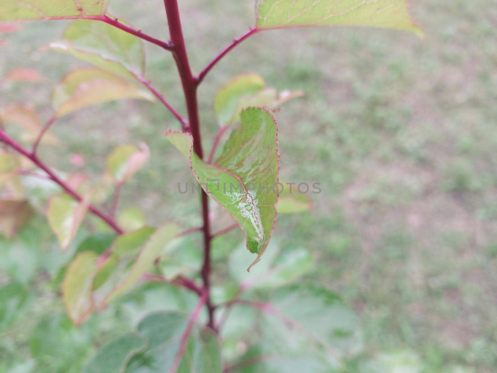 Colorful plant leaves after the  rain