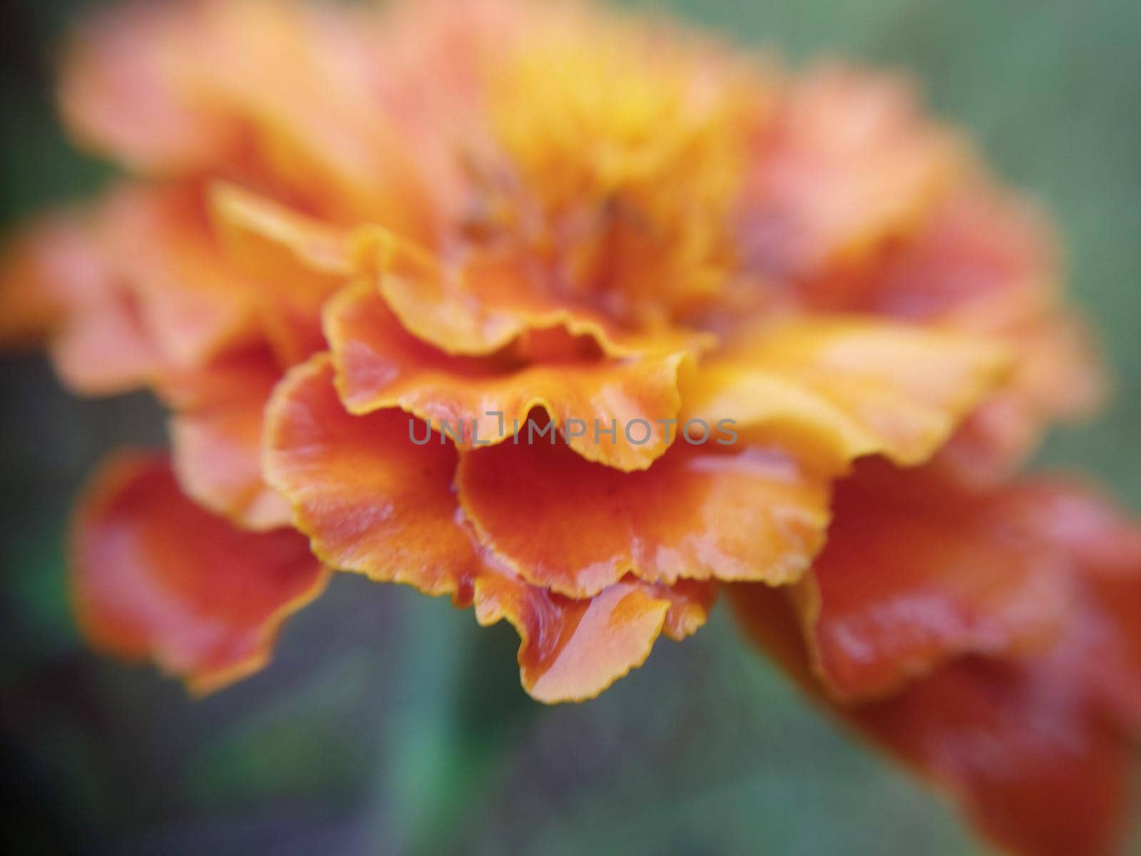 Colorful autumn flowers in a the autumn garden