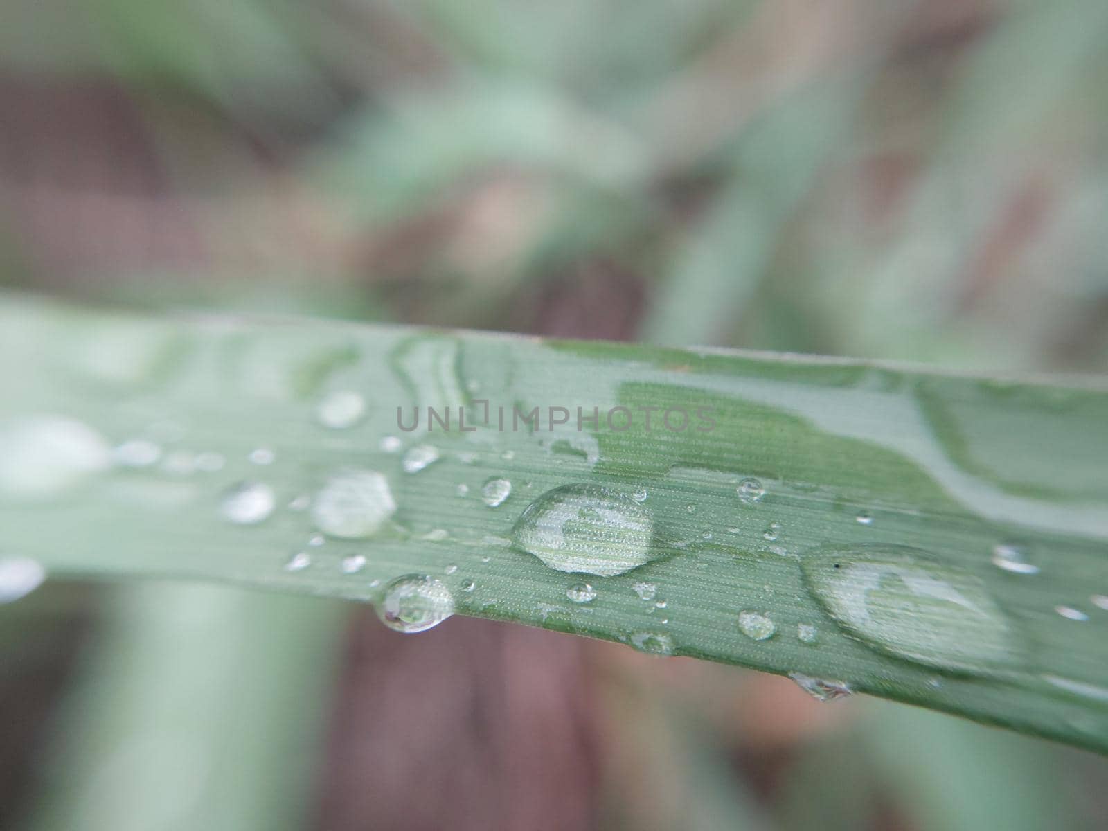 Fallen autumn morning dew on the leaves of the  plants