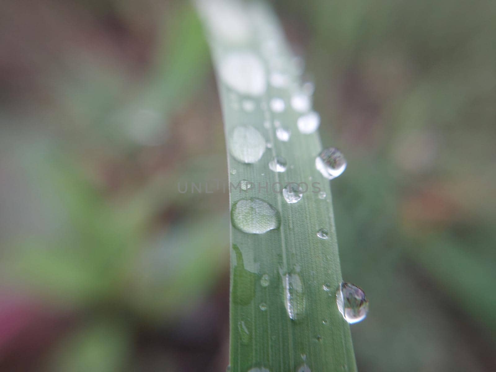 Fallen autumn morning dew on the leaves of the  plants