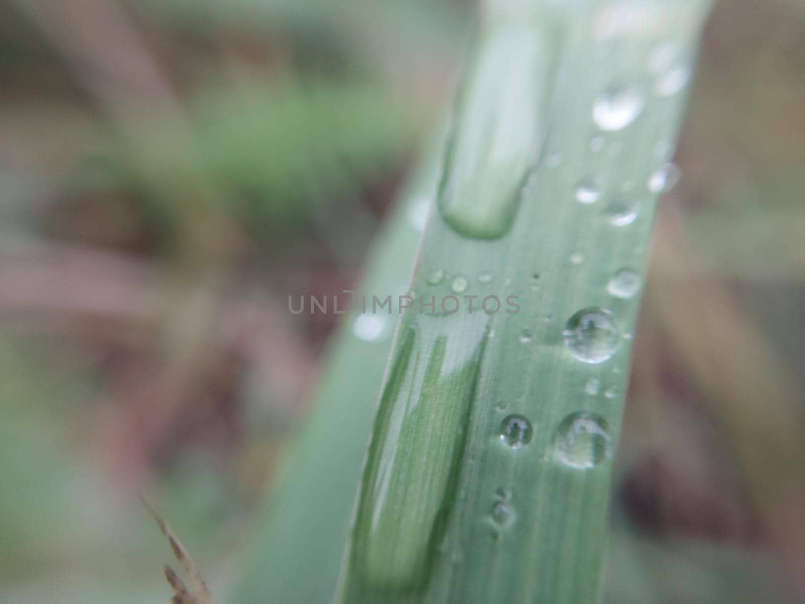 Fallen autumn morning dew on the leaves of the  plants