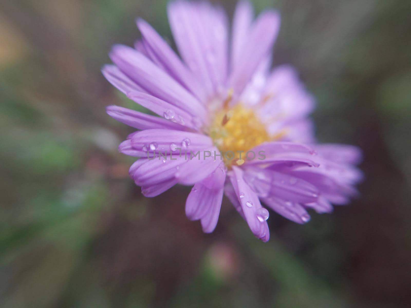 Colorful autumn flowers in a the autumn garden