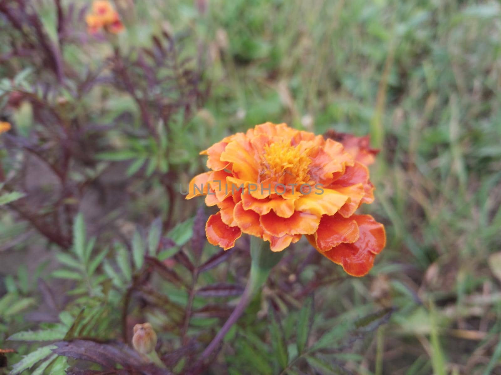Colorful autumn flowers in a the autumn garden