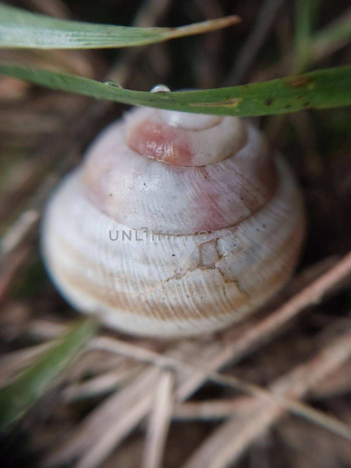 Land snail shell in a the garden