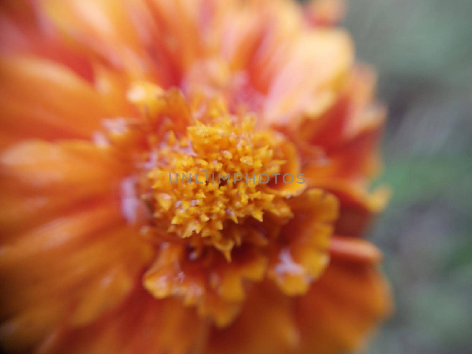 Colorful autumn flowers in a the autumn garden