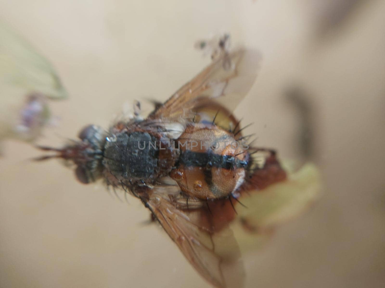 A fly crawls over plants in a the garden
