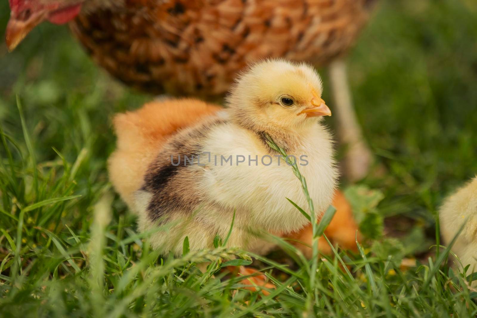 chickens with their mother walk on the grass, close-up