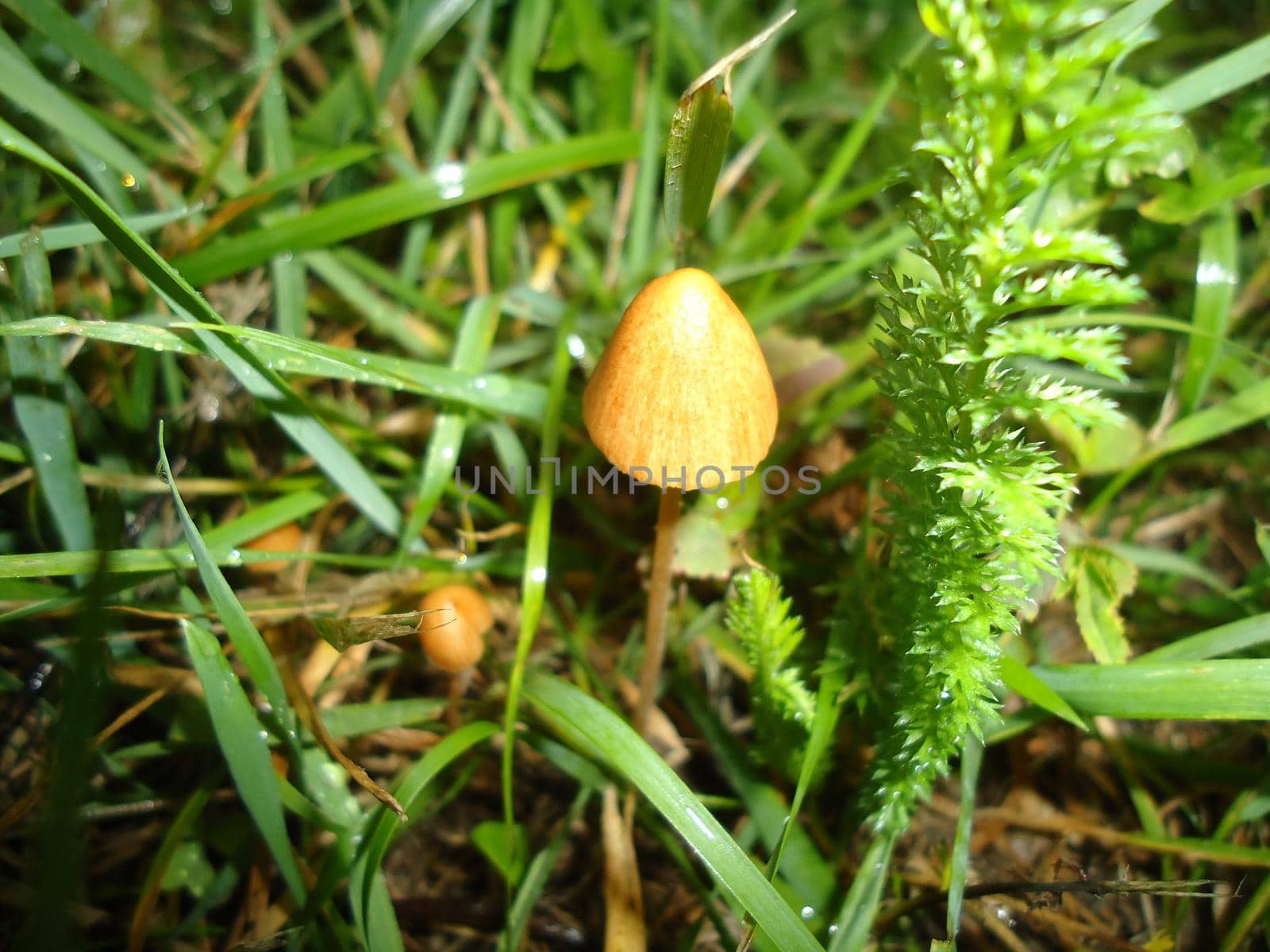 Mushroom grew on the ground and the grass