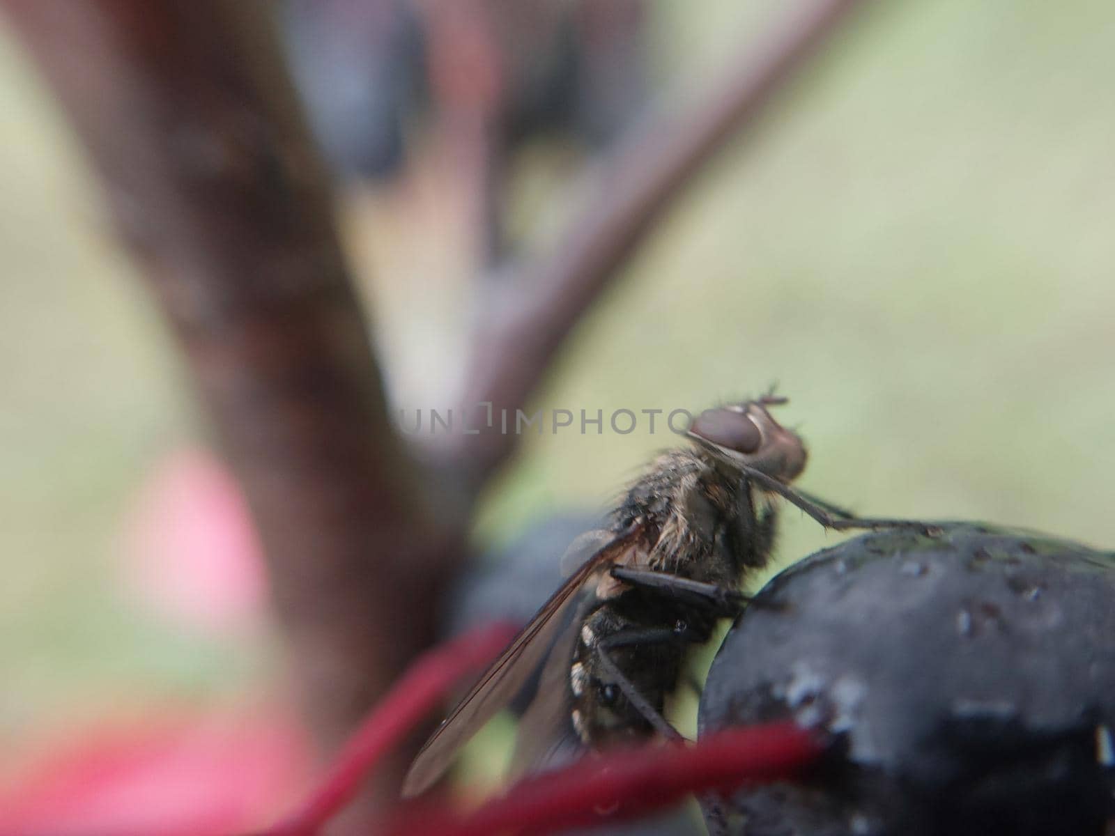 A fly crawls over plants in a the garden