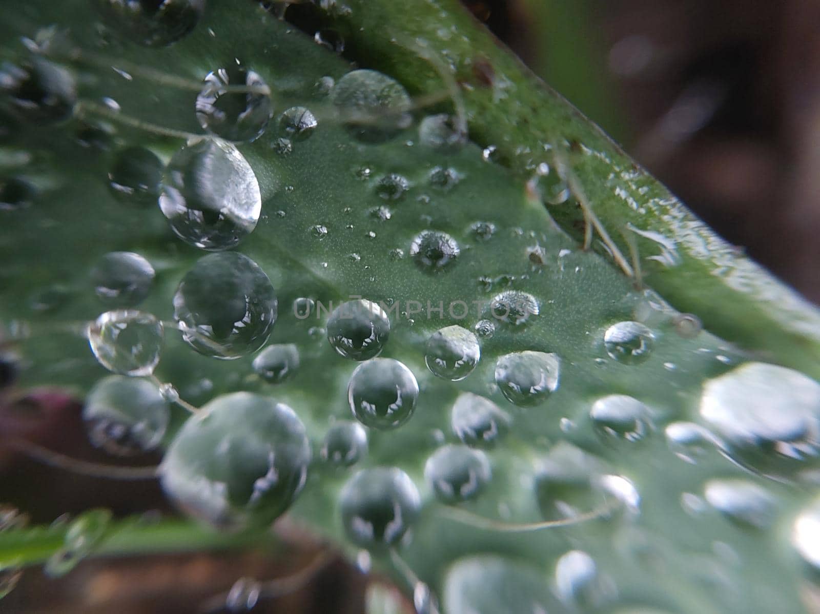 Fallen autumn morning dew on the leaves of plants by architectphd