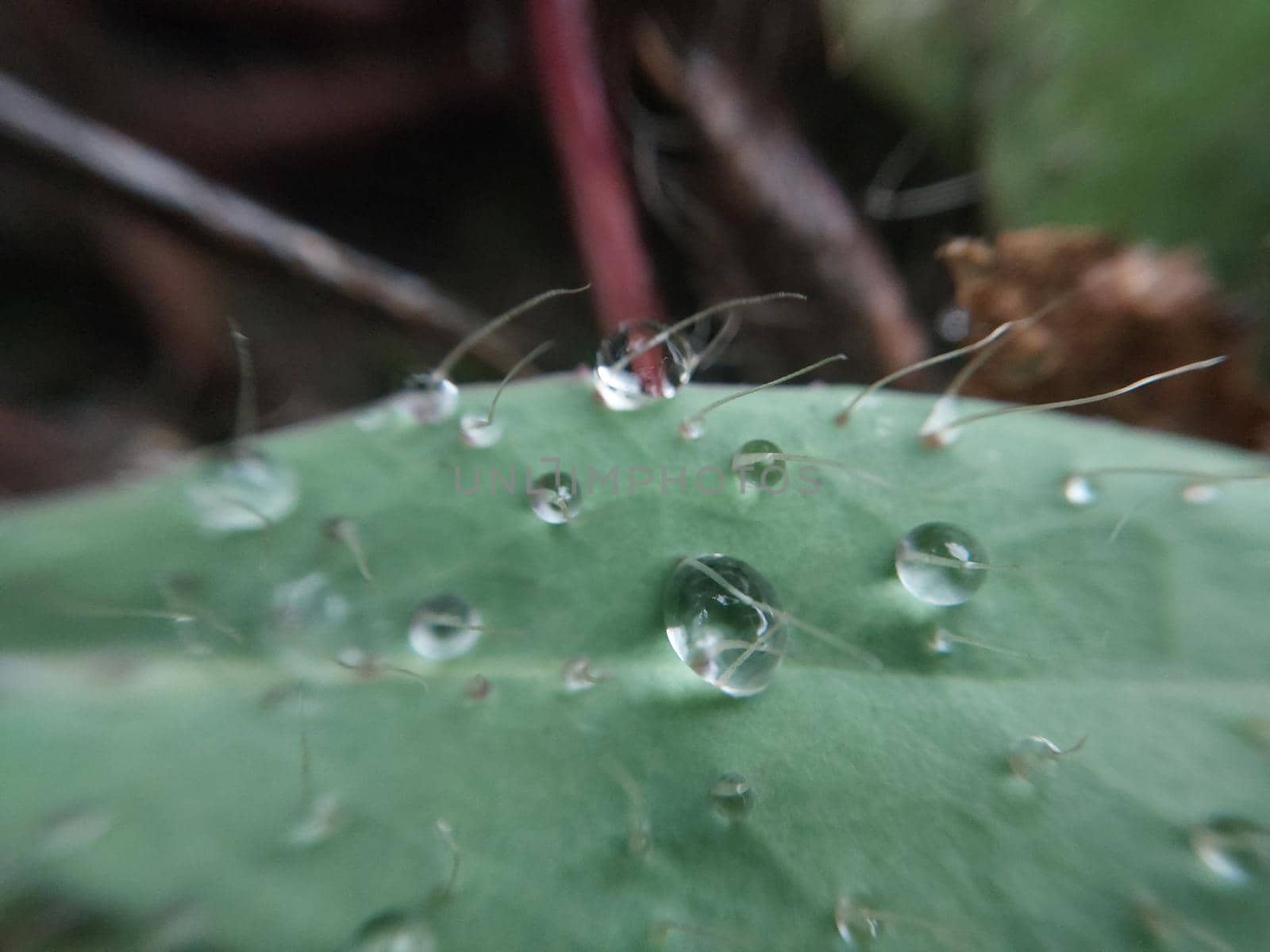 Fallen autumn morning dew on the leaves of plants by architectphd