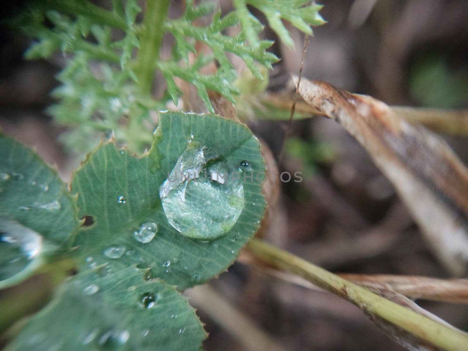 Fallen autumn morning dew on the leaves of plants by architectphd