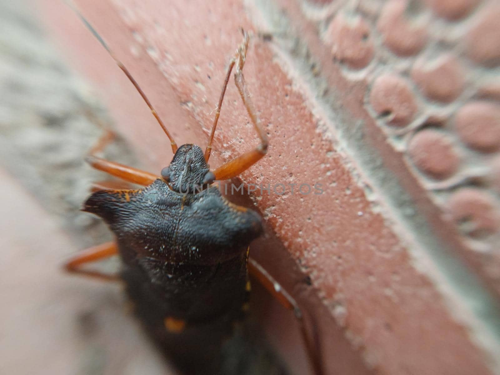 Beetle crawling on concrete tiles by architectphd