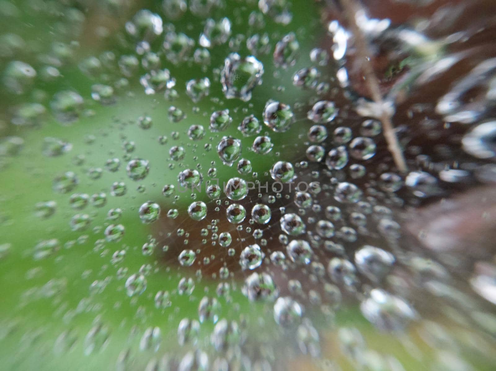 Dew drops lie on a the cobweb