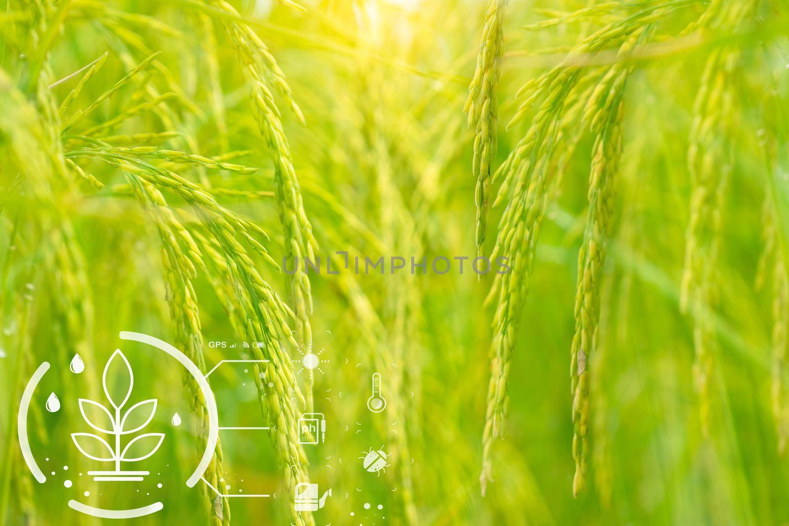 Smart agriculture with modern technology concept. Ears of rice in rice farm field and icon of smart farming. Sustainable agriculture. Precision agriculture. Climate monitoring. Farm management system.