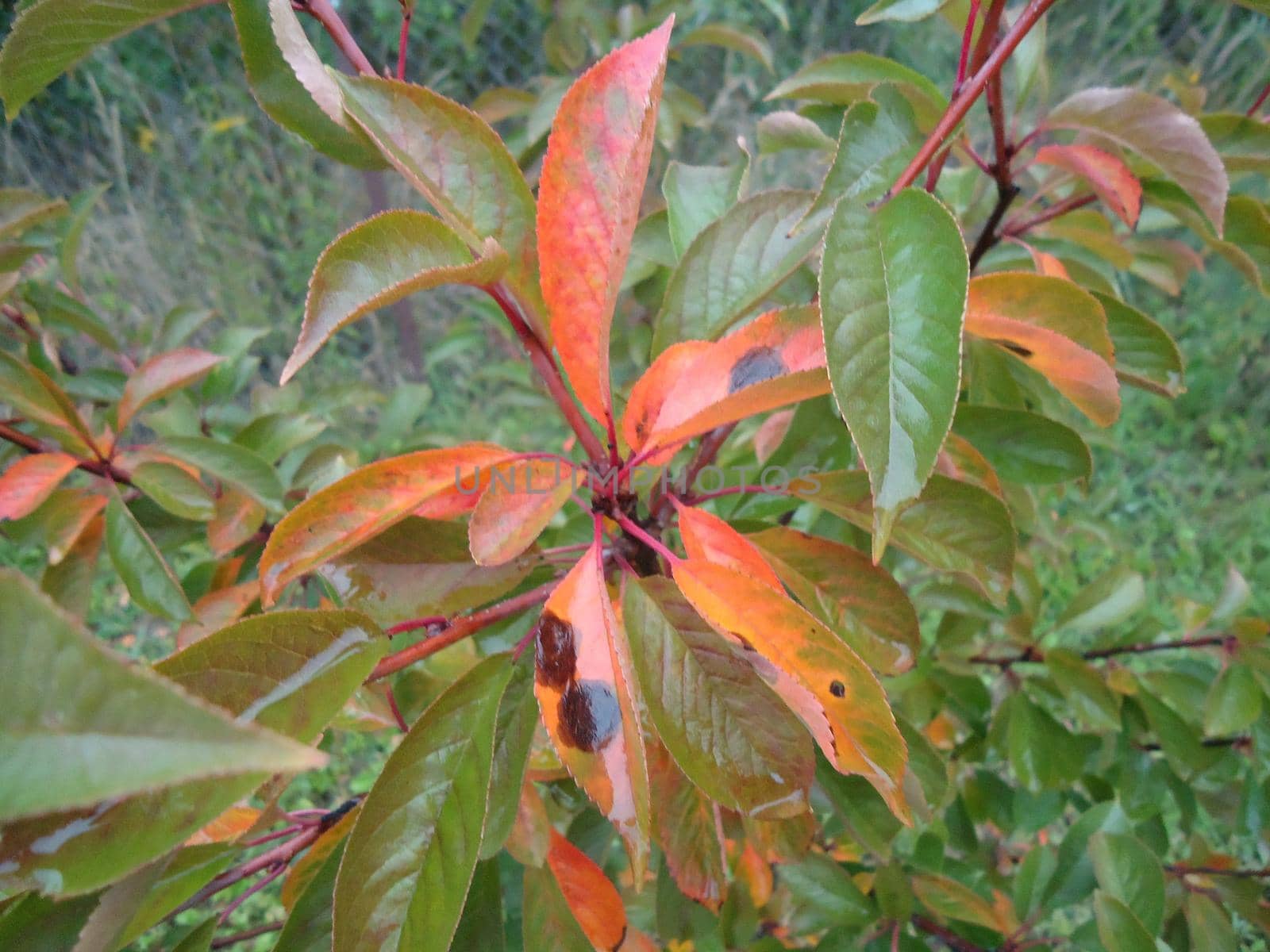Colorful plant leaves after the  rain