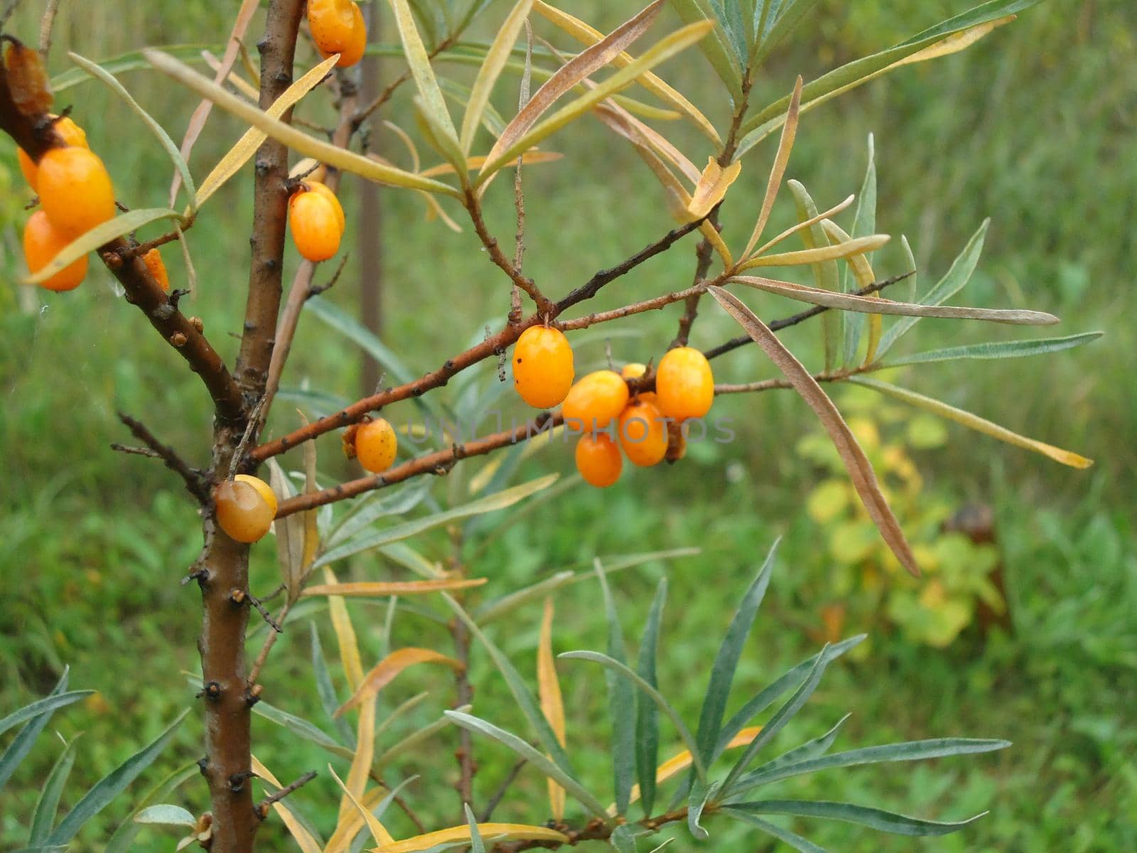 Sea buckthorn tree ripened in autumn in a the garden