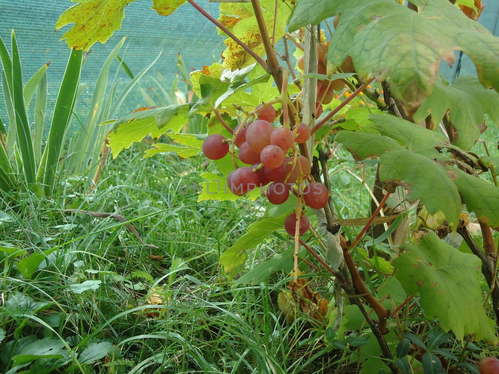 Hanging ripe grapes on a the bush