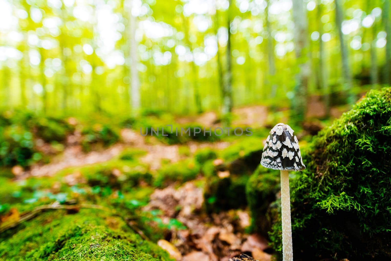 tiny mushroom growing on the forest ground between the moss covered stones, in the background the golden sunlight illuminates the blurred forest