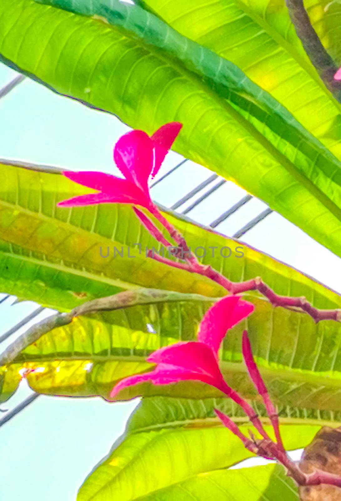 Plumeria plant with pink and yellow flowers with white and green background in Playa del Carmen Quintana Roo Mexico.