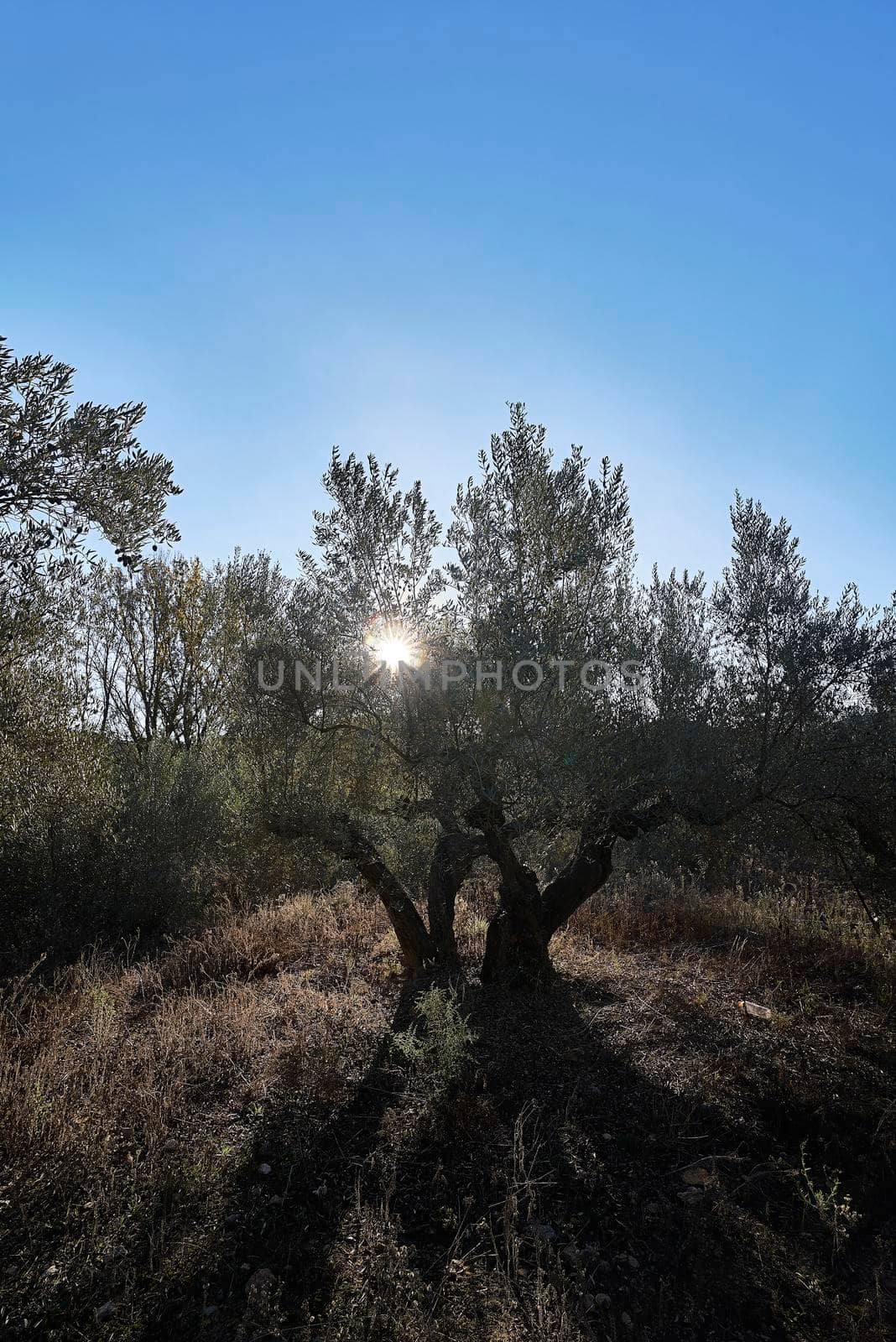 Sunbeams appearing among centenary olive trees. Blue sky, silhouette, backlight. sun star