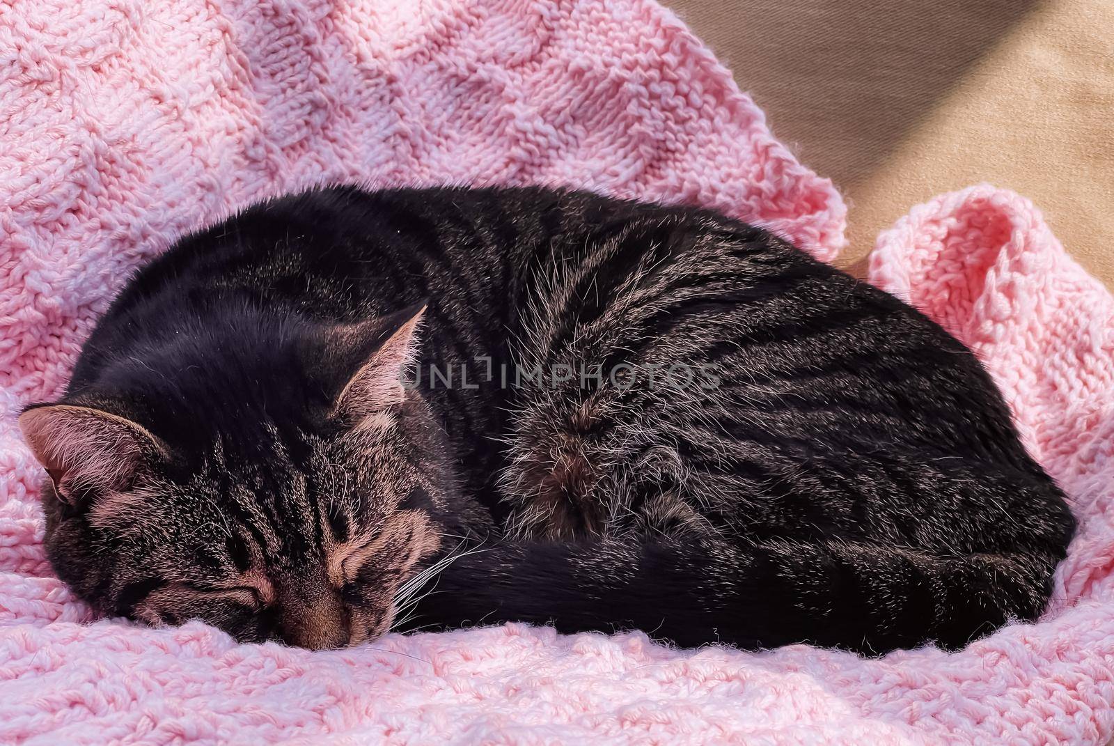 Beautiful female tabby cat at home, adorable domestic pet portrait by Anneleven