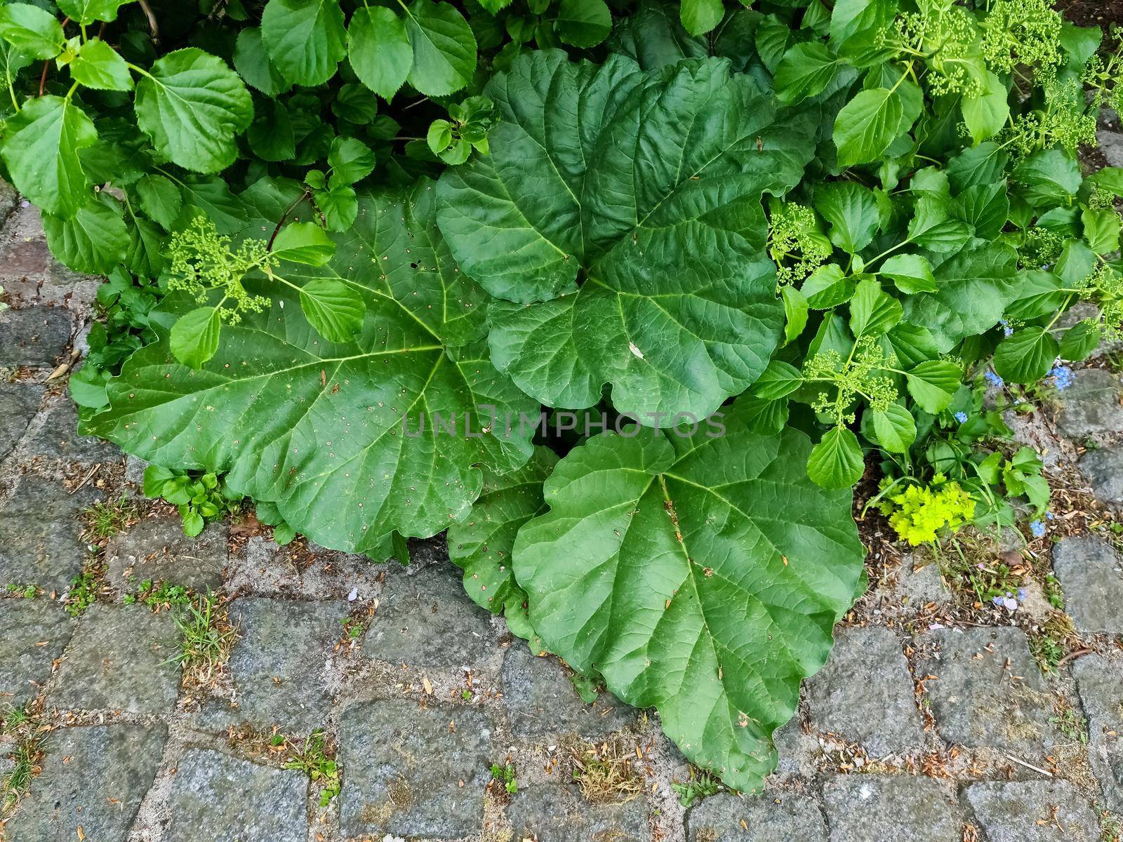 Beautiful green leaves of plantsin a european garden