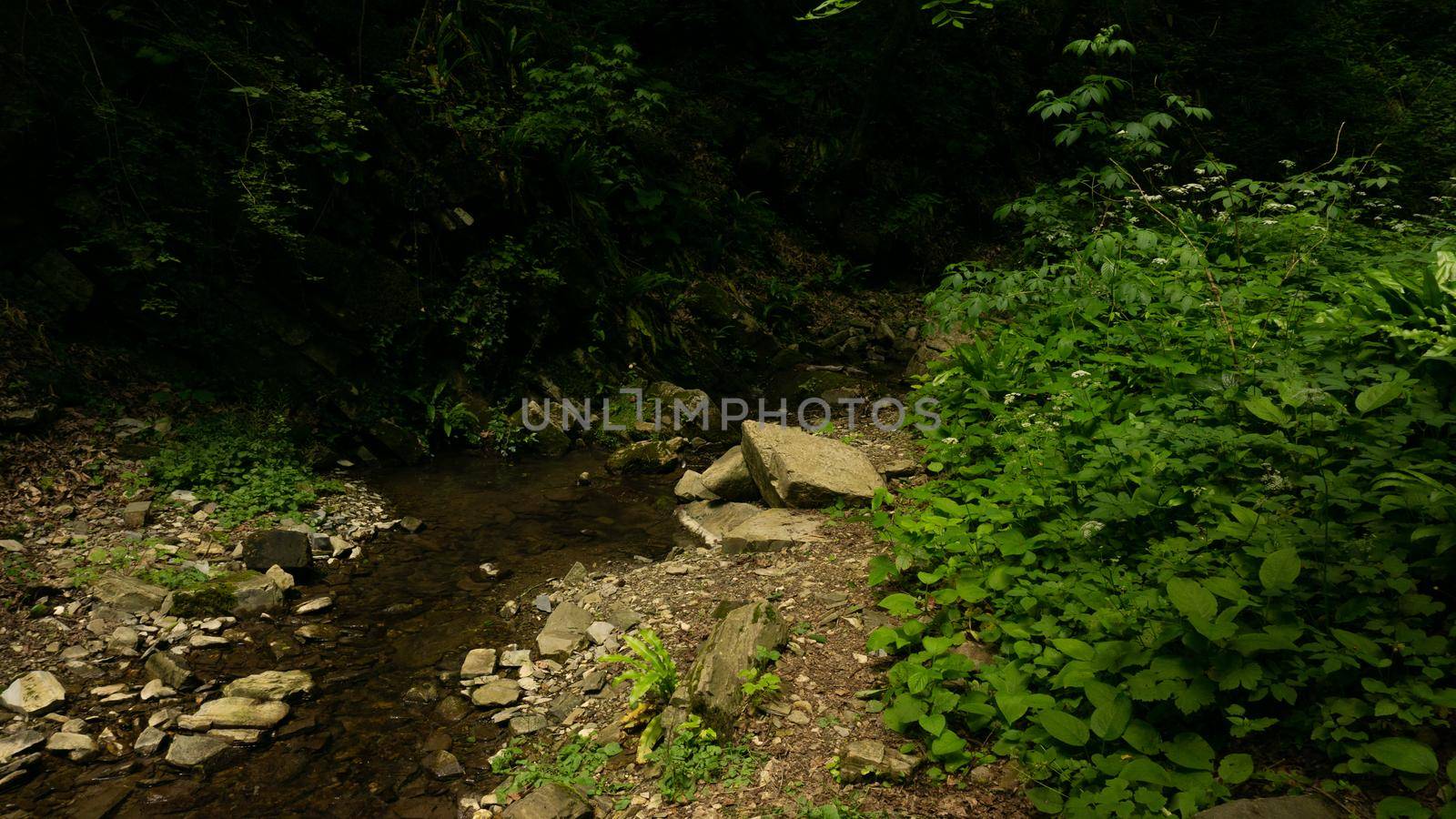 Mountain river among large stones in a green forest with small waterfalls. Sochi, Lazarevskoe, Berendeevo kingdom by Asnia