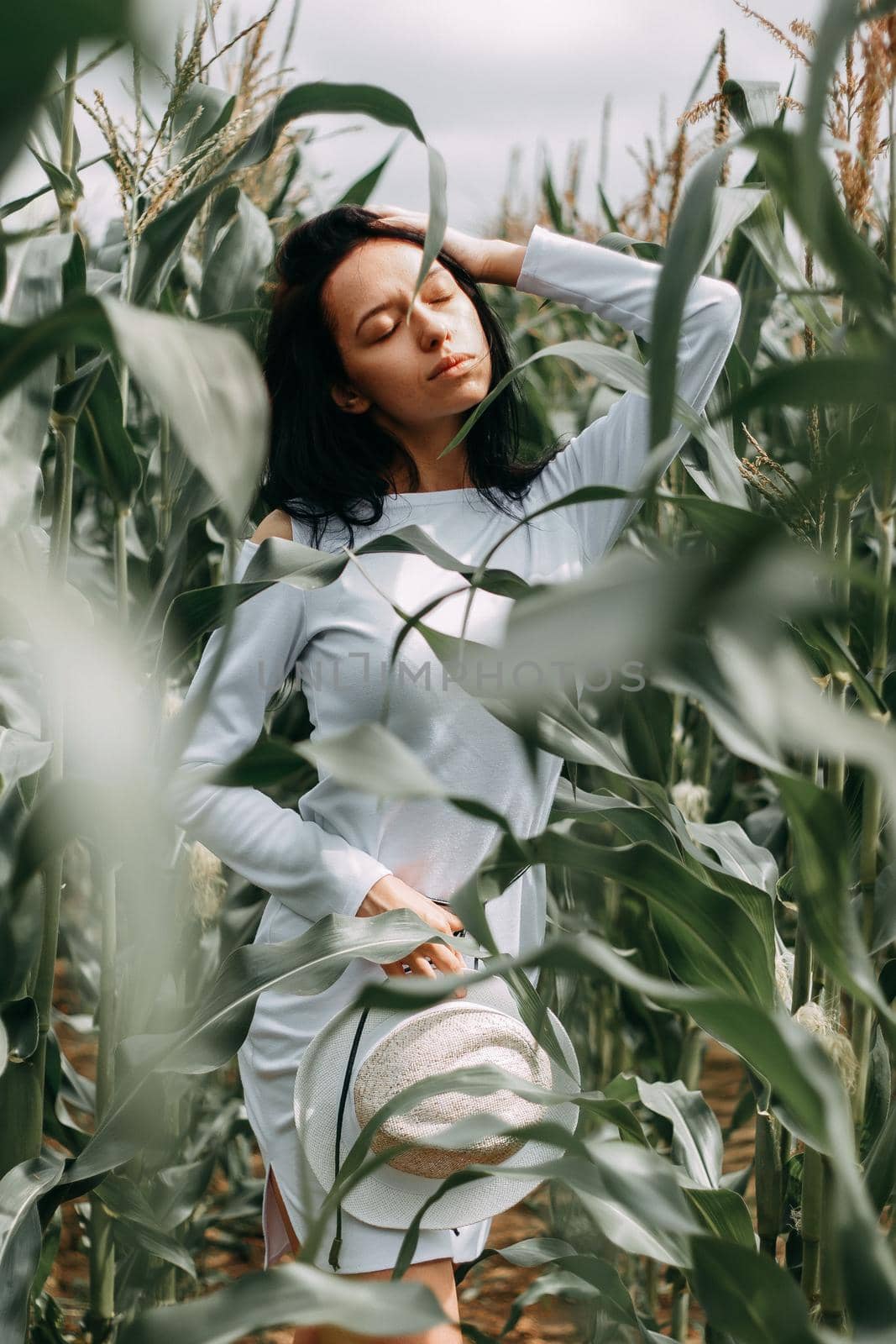 A brunette girl in a white dress in a cornfield. The concept of harvesting.