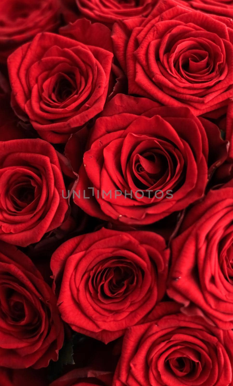 Gourgeous luxury bouquet of red roses, flowers in bloom as floral holiday background by Anneleven