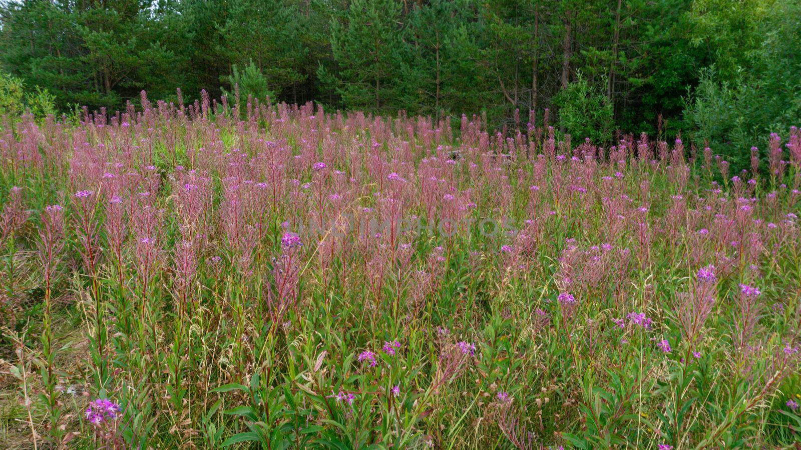 Thickets of fireweed angustifolia willow-herb in the wild. Fireweed does not bloom. by Asnia