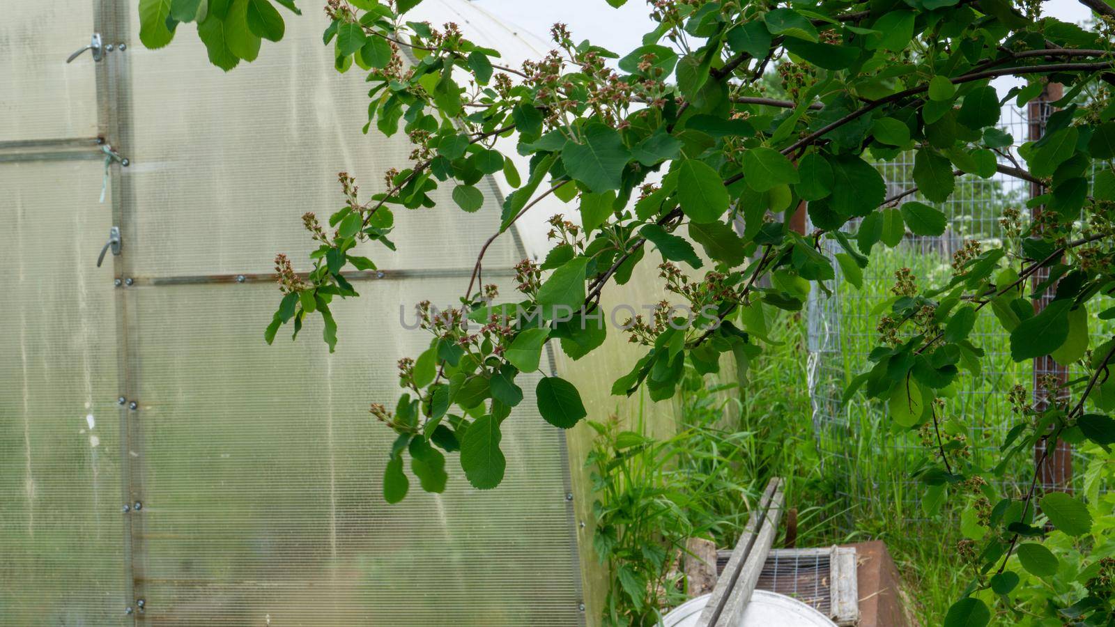Shadberry Irga on a garden plot with a greenhouse. Green berries of irgi tied up on a tree. by Asnia