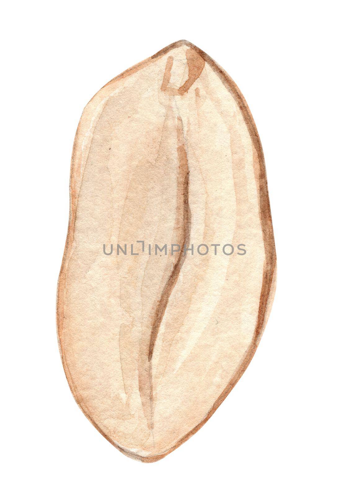 watercolor cut peanut isolated on white background