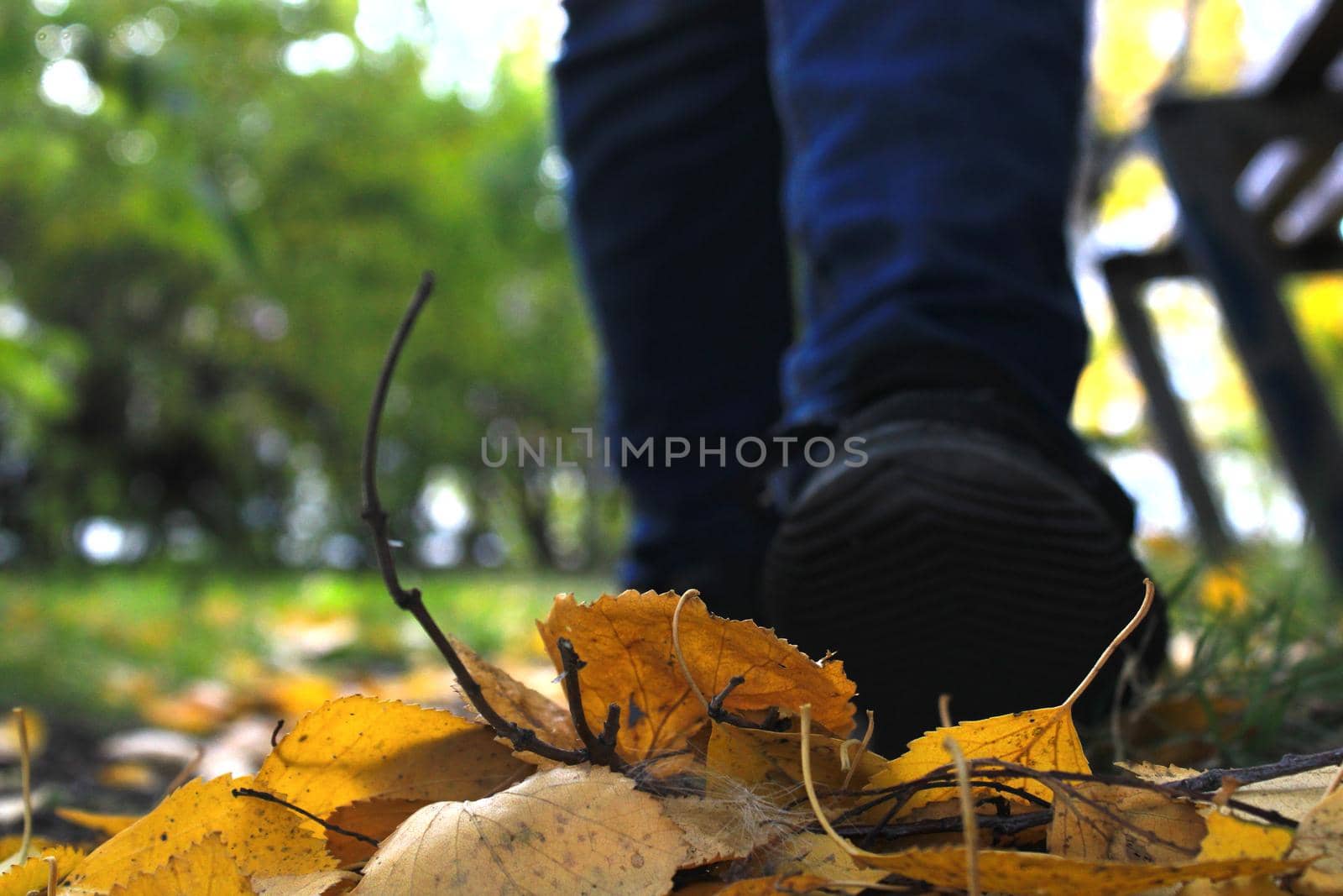 Women's legs in blue jeans and black sneakers against the background of autumn yellow-orange leaves. Blurred background by IronG96