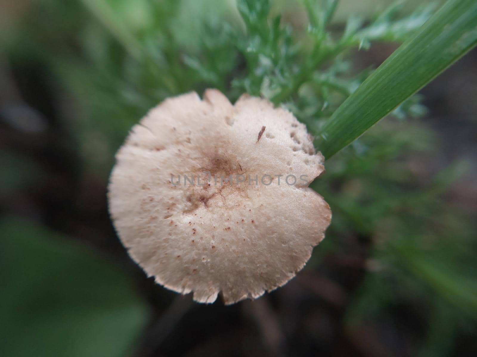 Mushroom grew on the ground and the grass