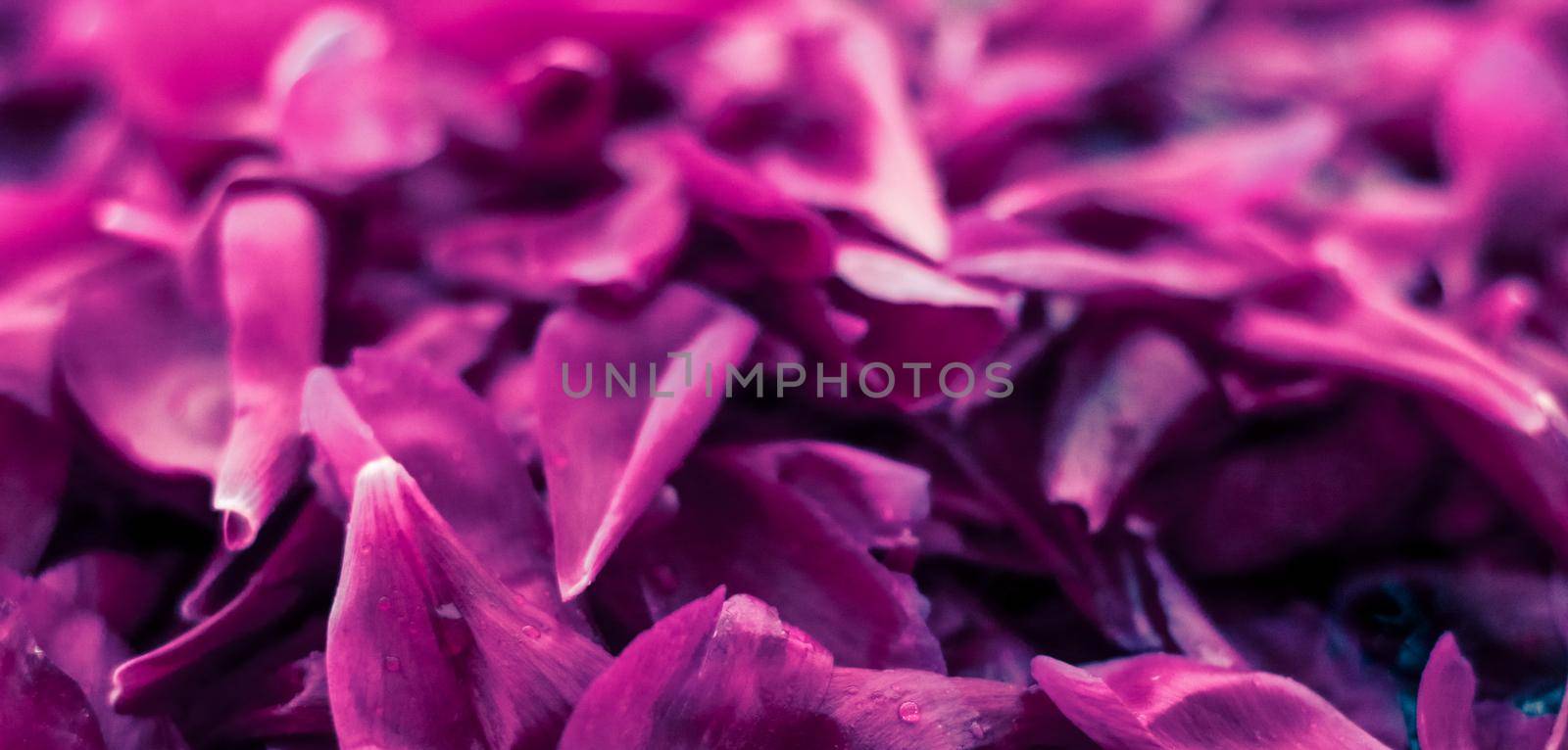 Abstract floral background, purple flower petals in water by Anneleven